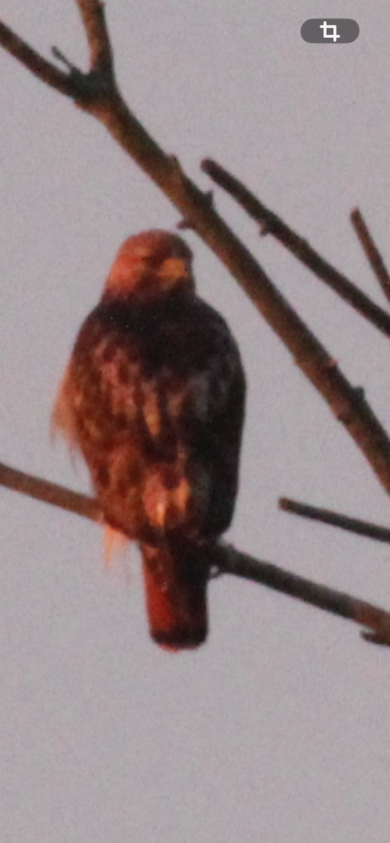 Red-tailed Hawk - ML657552040