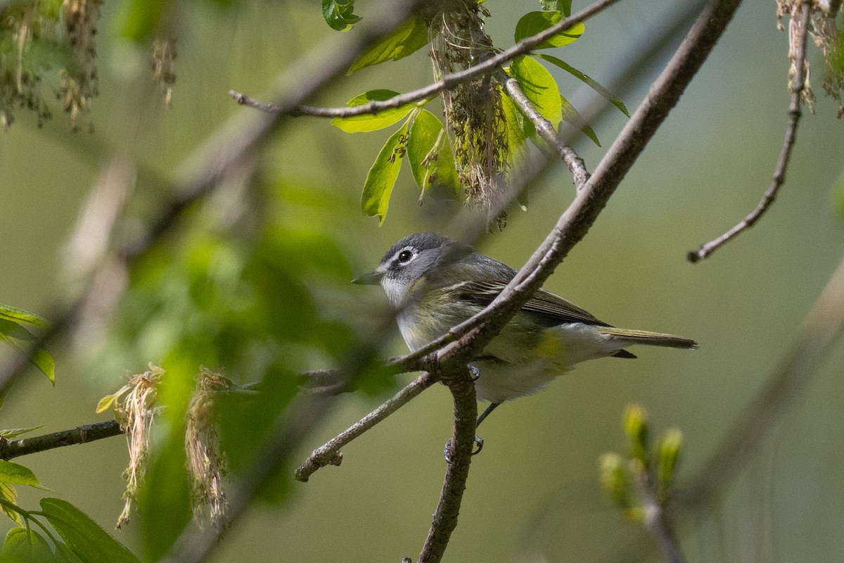 Blue-headed Vireo - ML657552042