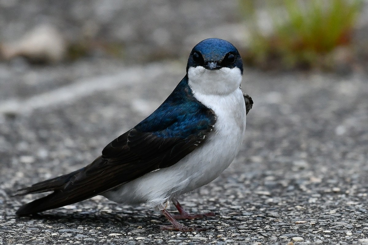 Tree Swallow - ML657552043