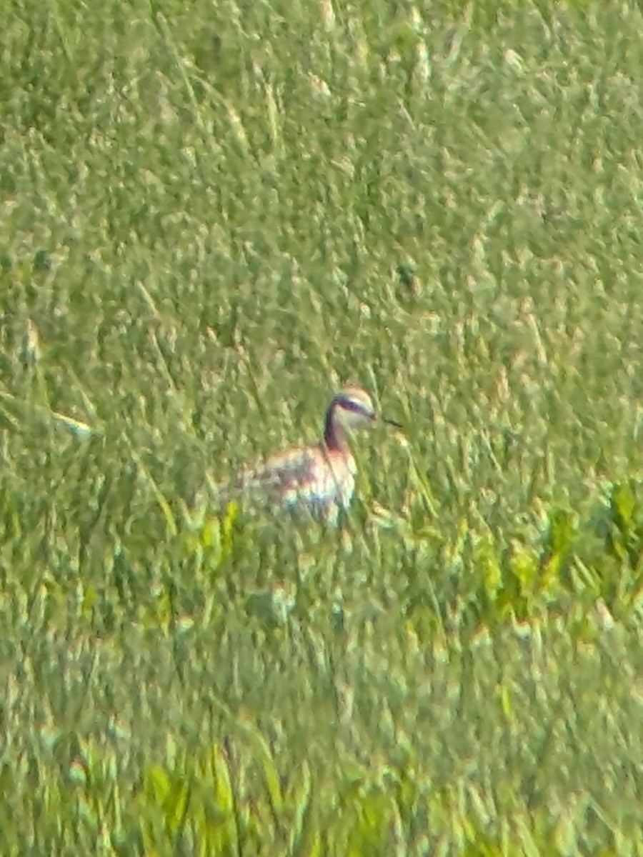 Wilson's Phalarope - ML657552047