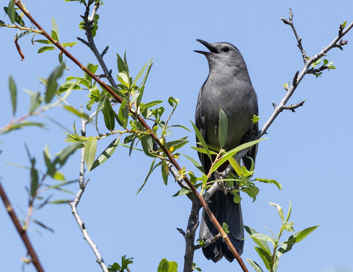 Gray Catbird - ML657552048