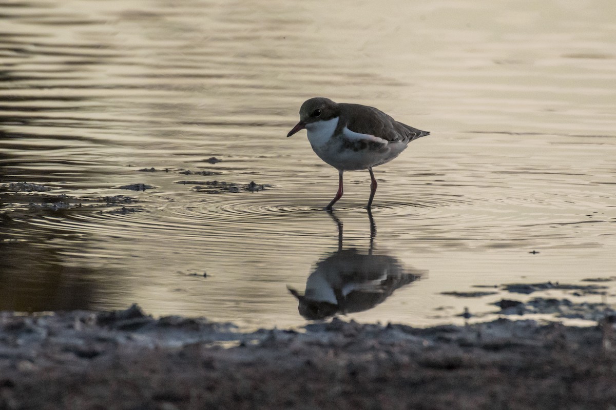 Red-kneed Dotterel - ML65755221