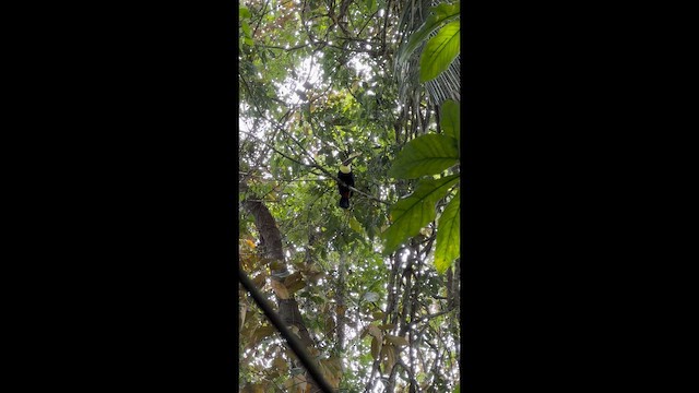 Yellow-throated Toucan - ML657552633
