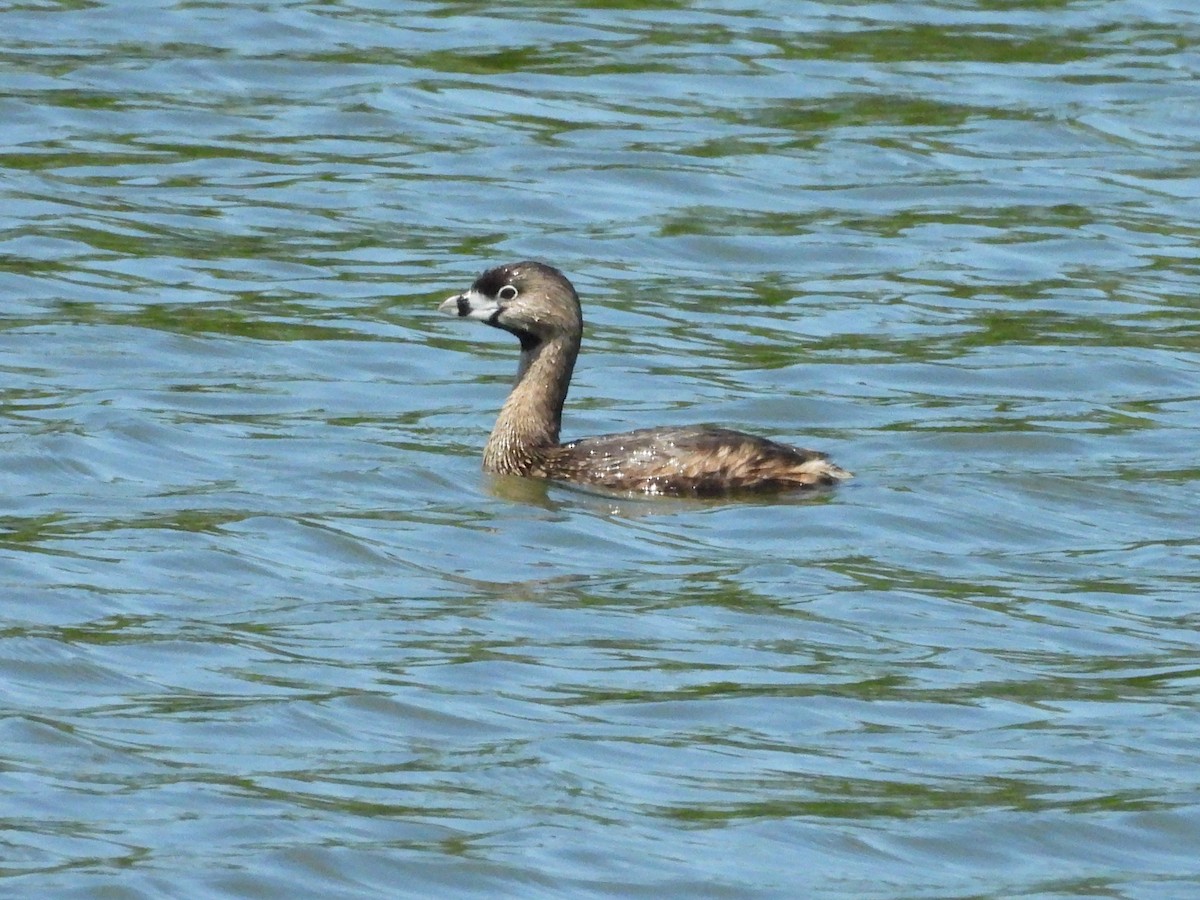 Pied-billed Grebe - ML657552770