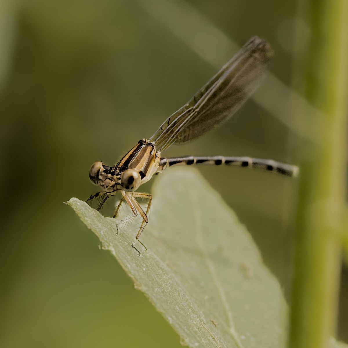 Blue-ringed Dancer - ML657552836