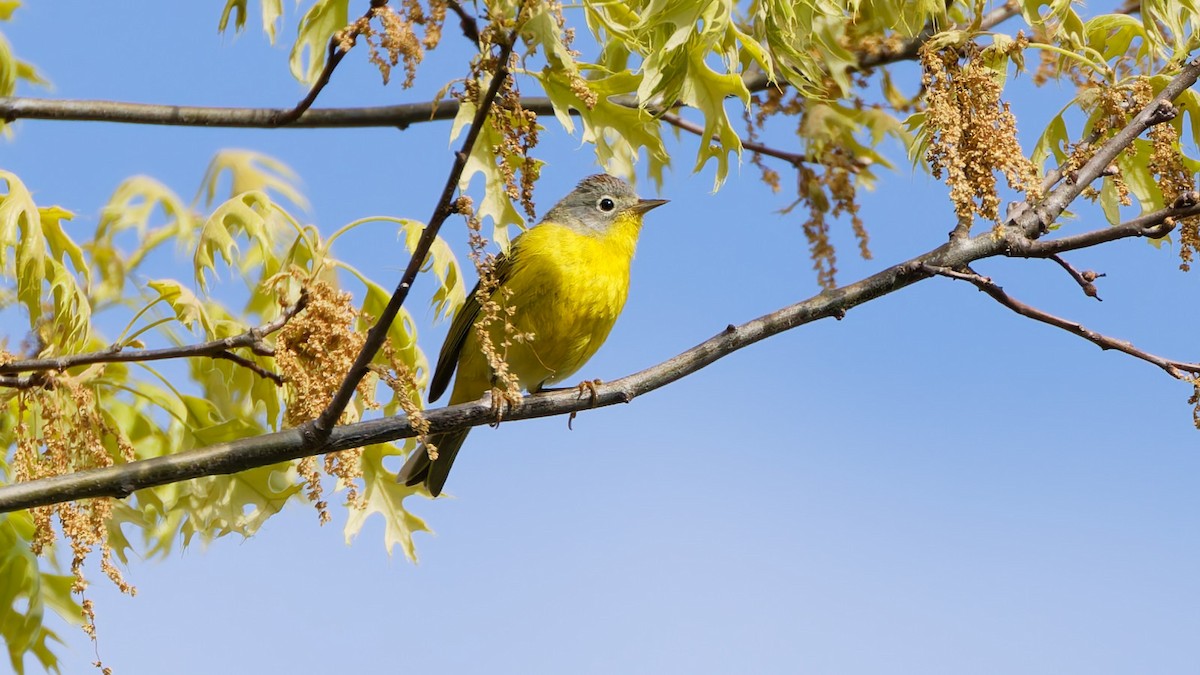 Nashville Warbler - ML657552837