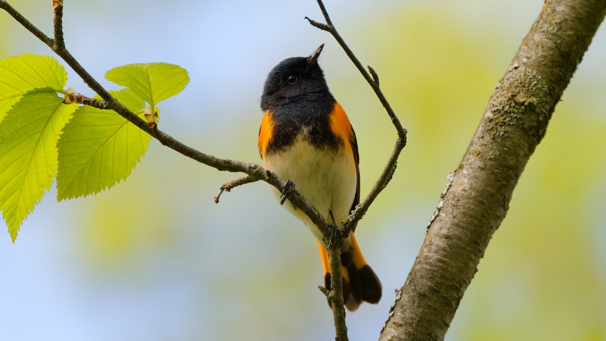 American Redstart - ML657552853