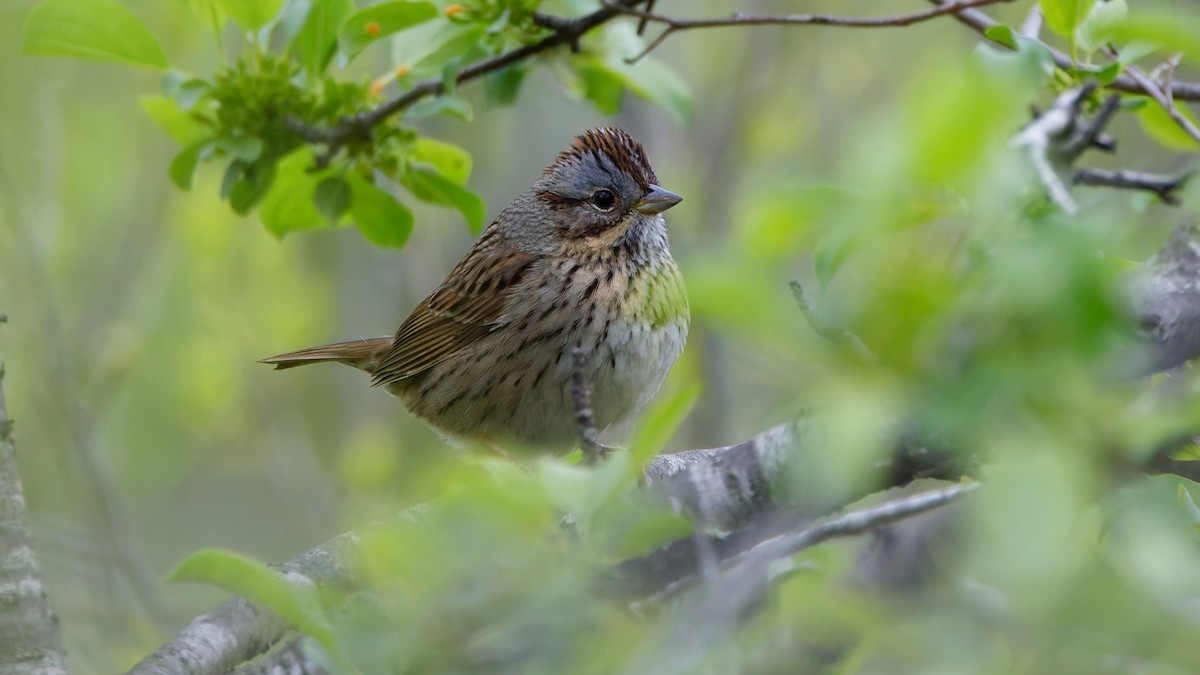 Lincoln's Sparrow - ML657552866