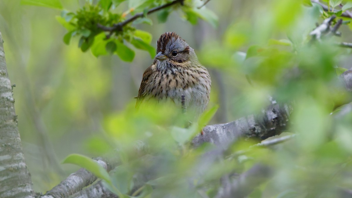 Lincoln's Sparrow - ML657552871
