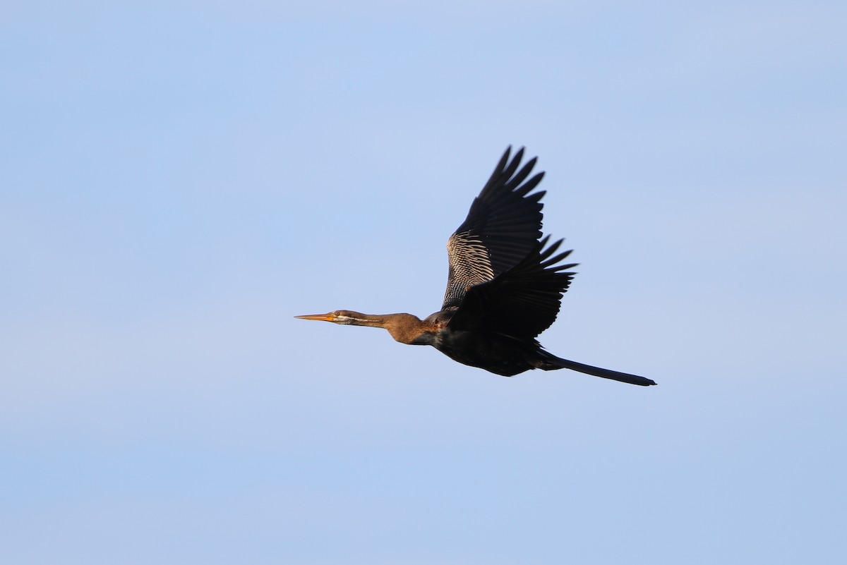 Oriental Darter - Christoph Moning