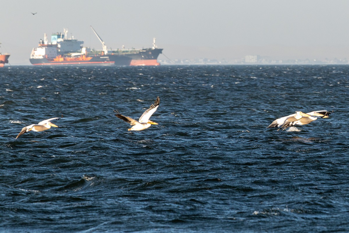 Great White Pelican - ML657553390
