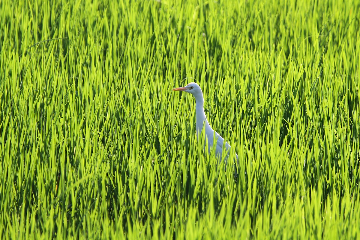 Eastern Cattle Egret - Christoph Moning