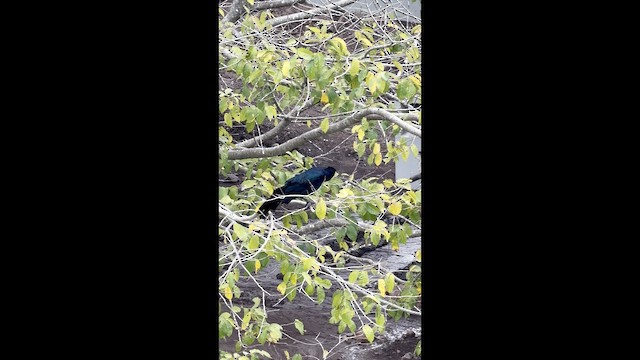 Great-tailed Grackle - ML657553743