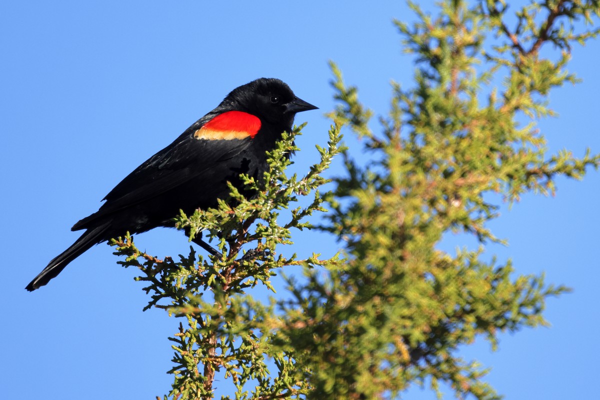Red-winged Blackbird - ML657553886