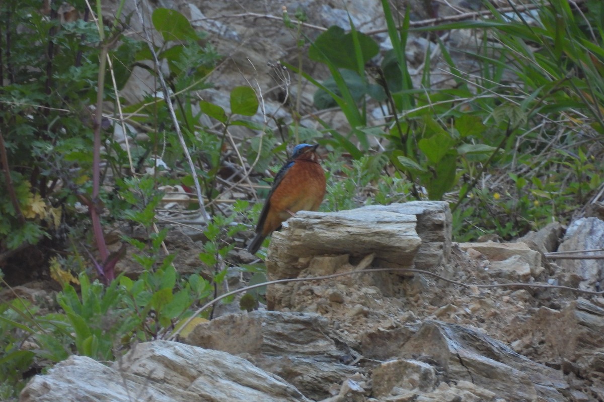 White-throated Rock-Thrush - ML657553901