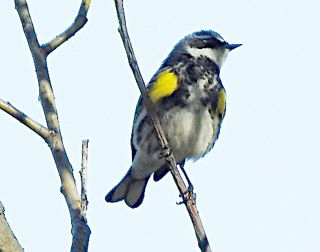 Yellow-rumped Warbler - ML657553911