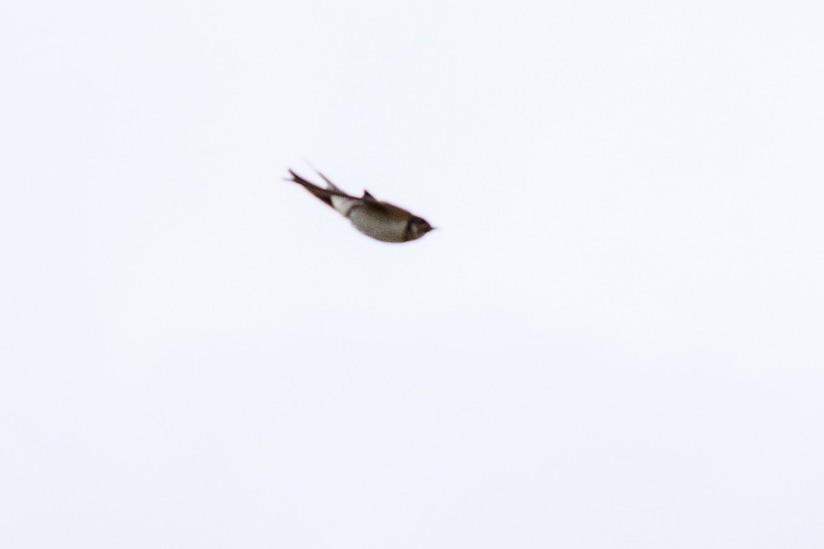 Hirundinidae sp. - ML657553917
