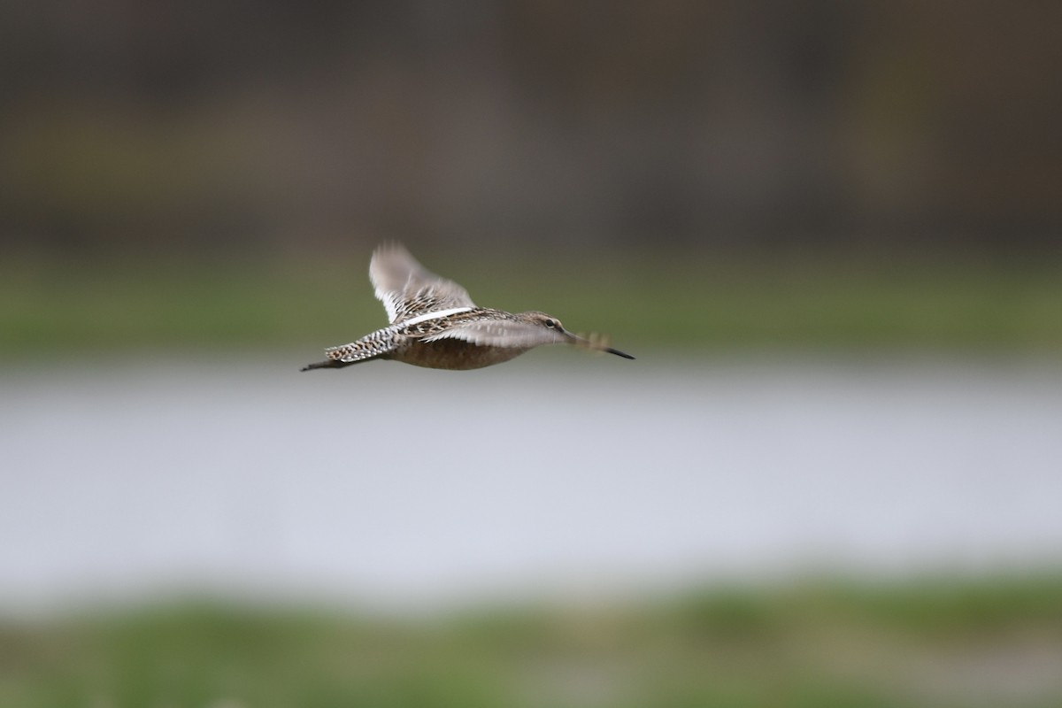 Short-billed Dowitcher - ML657553918
