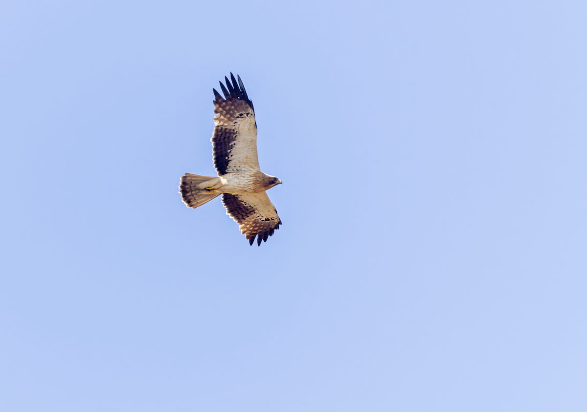 Aquila minore - ML657553920