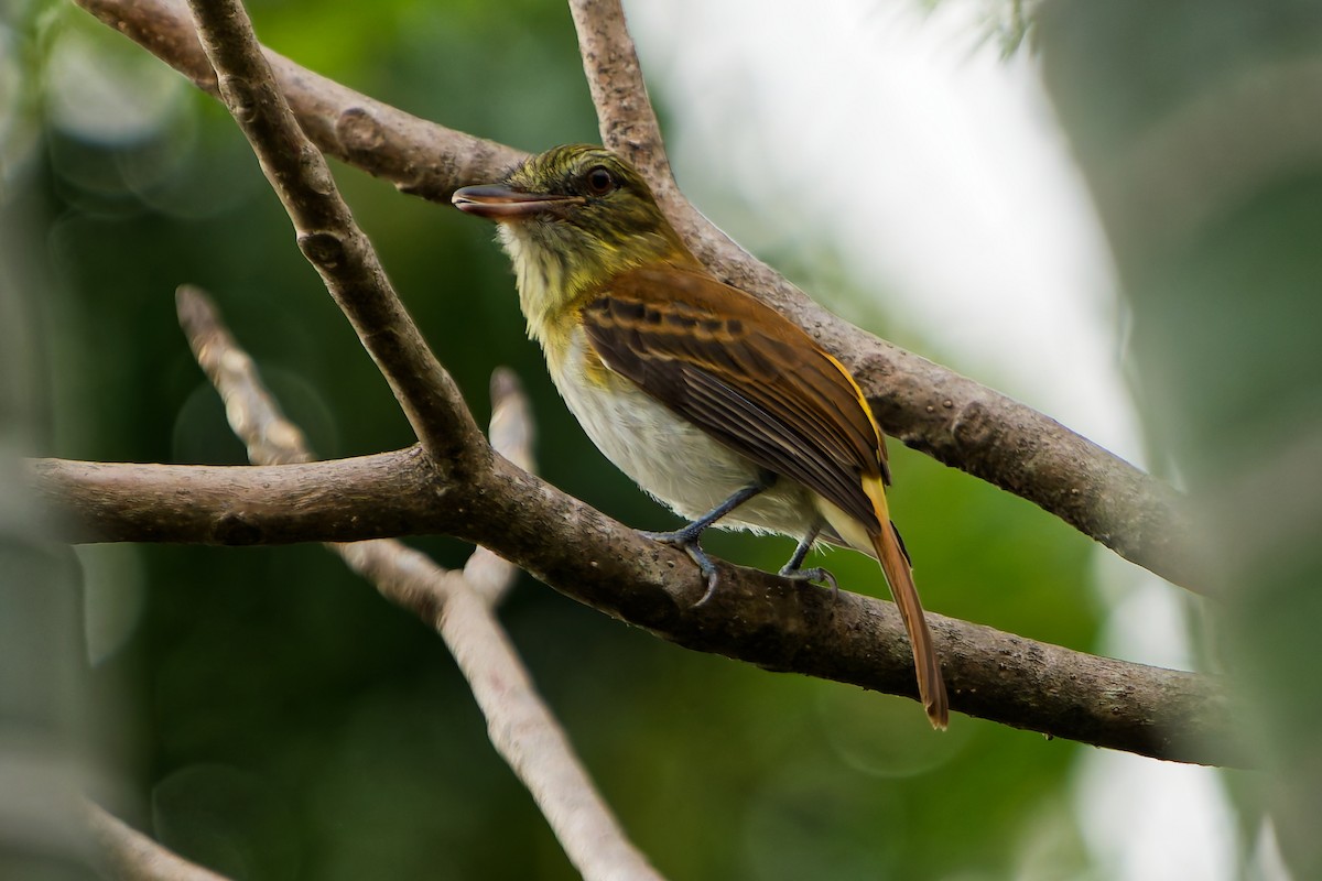 Bright-rumped Attila - ML657553921