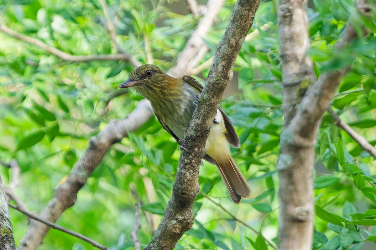 Bright-rumped Attila - ML657553922