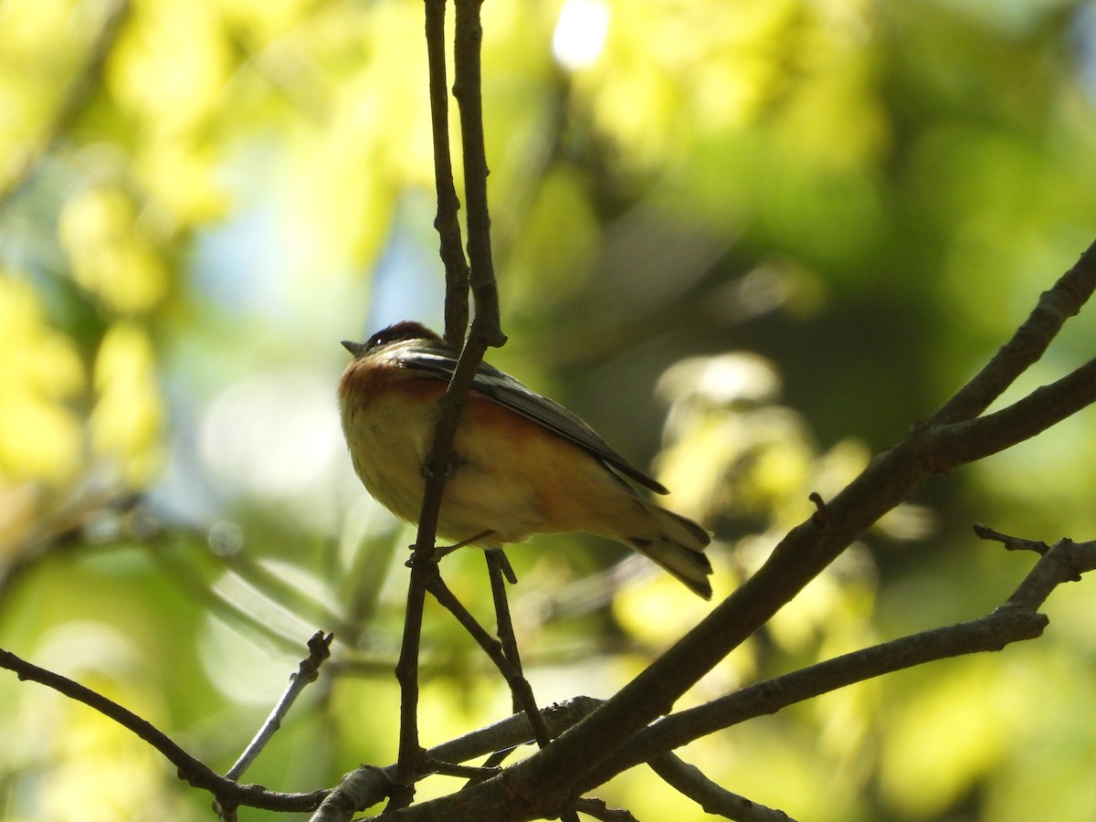 Bay-breasted Warbler - ML657553926