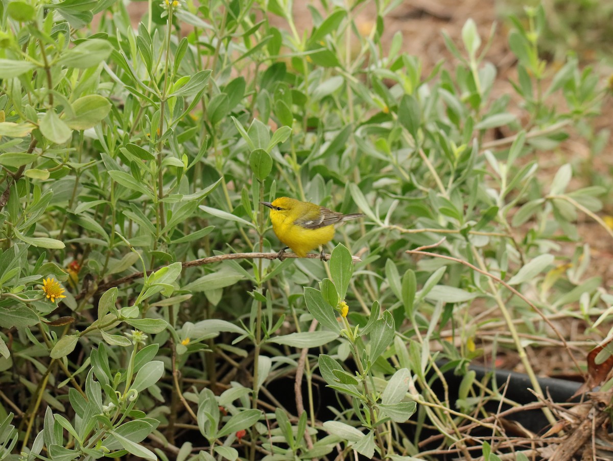 Blue-winged Warbler - ML657553930