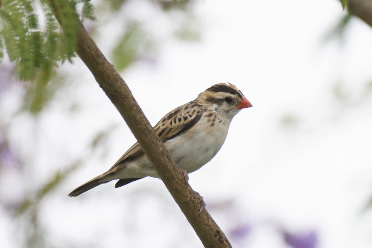 Pin-tailed Whydah - ML657553934