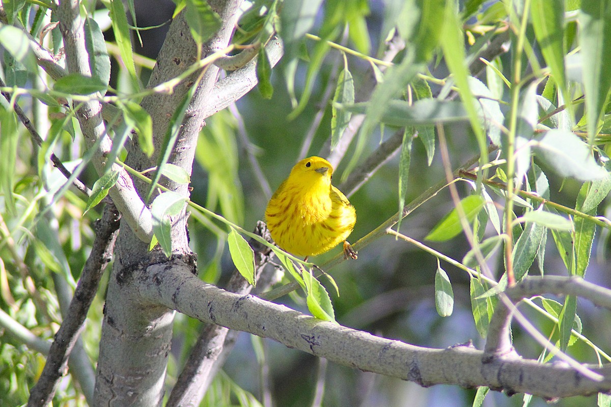 Northern Yellow Warbler - ML657553935