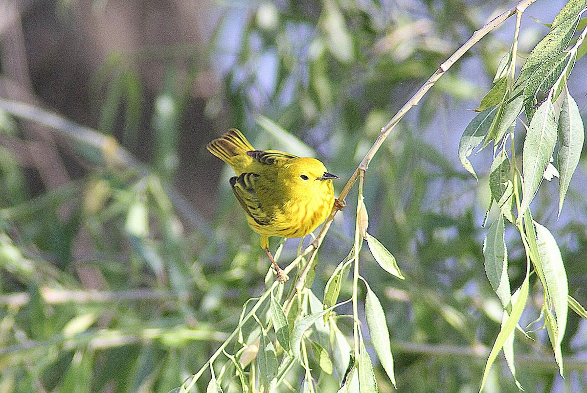 Northern Yellow Warbler - ML657553936