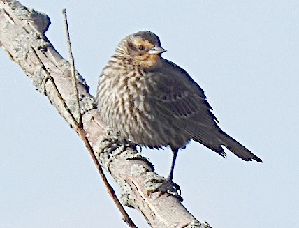 Red-winged Blackbird - ML657553940