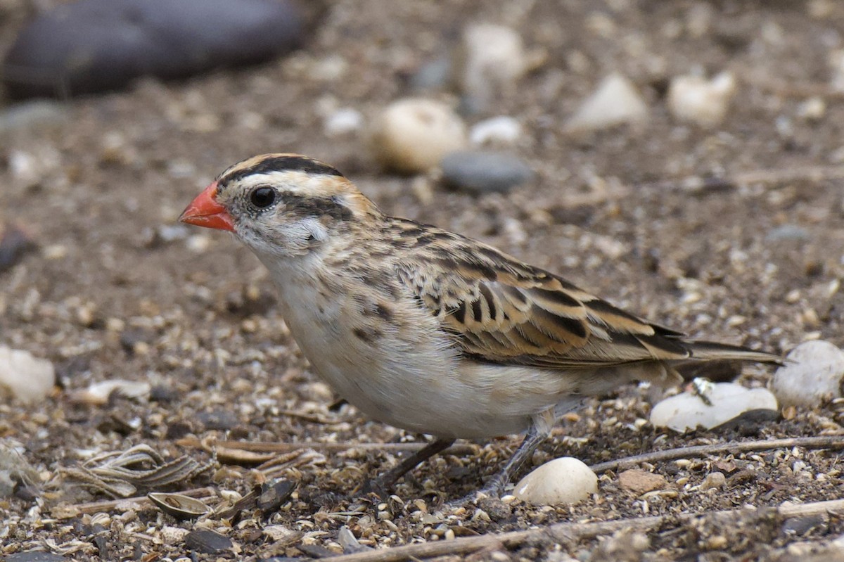 Pin-tailed Whydah - ML657553943
