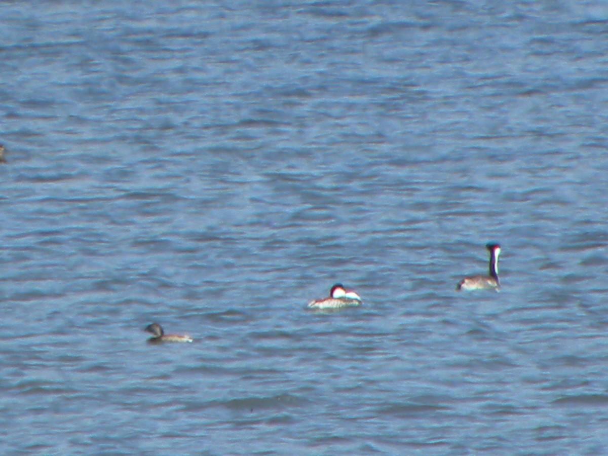 Pied-billed Grebe - ML657553944