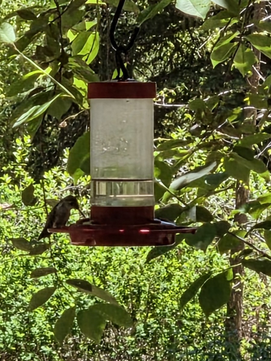 Broad-tailed Hummingbird - ML657553945