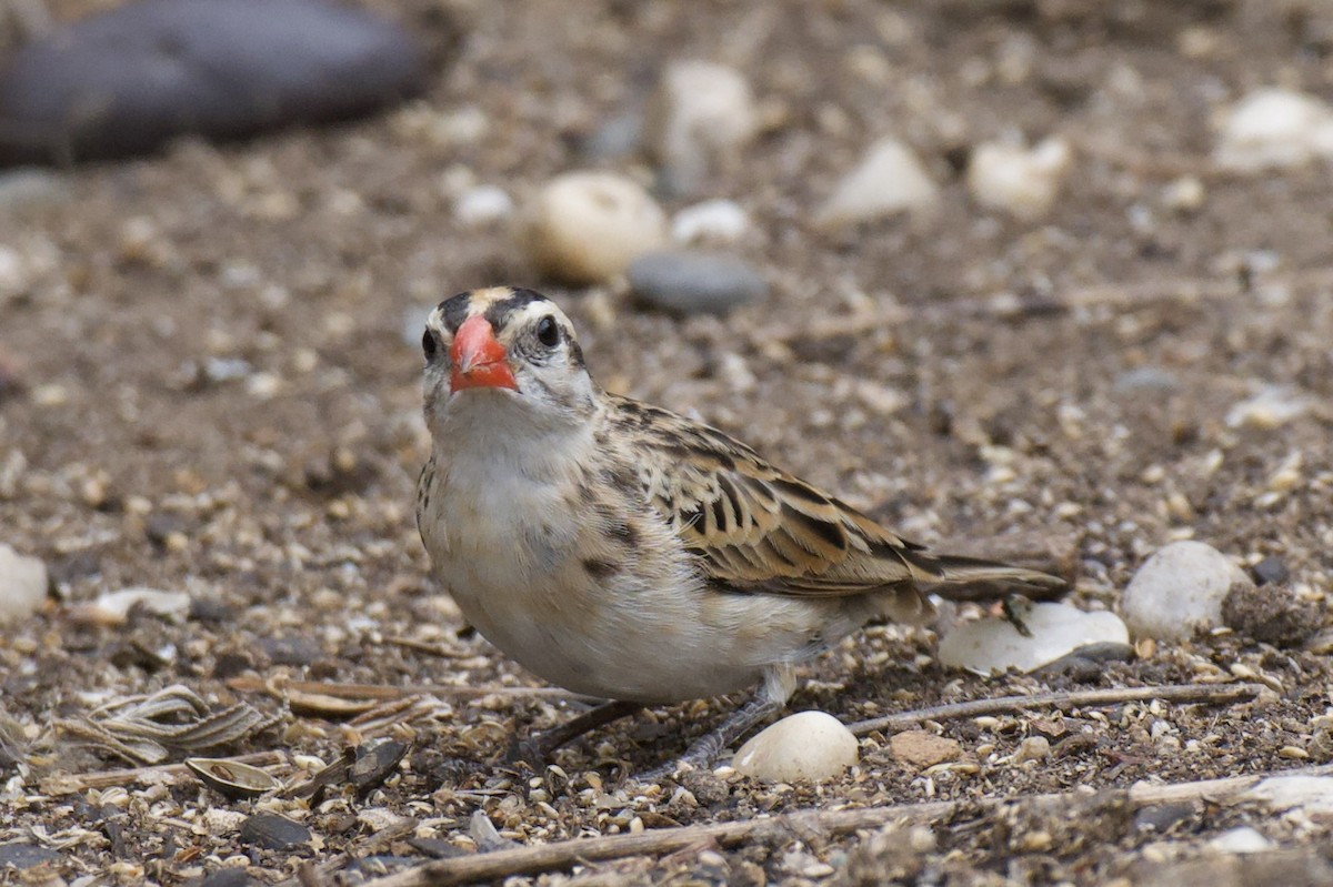 Pin-tailed Whydah - ML657553946