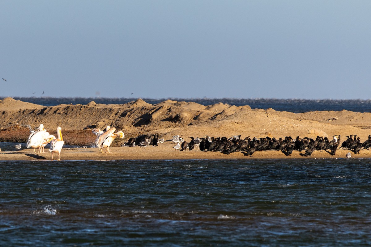 Great White Pelican - ML657554100