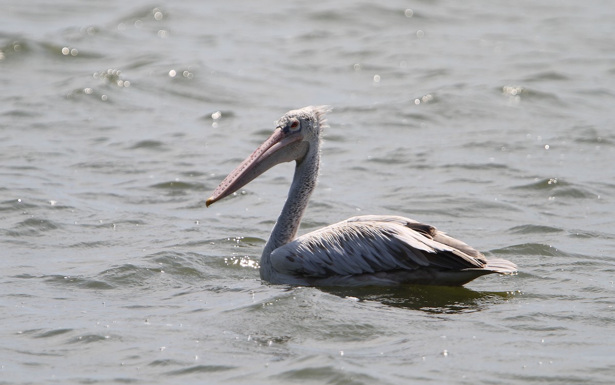 Spot-billed Pelican - Christoph Moning