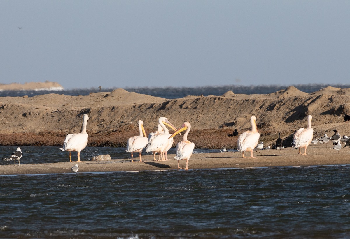 Great White Pelican - ML657555559