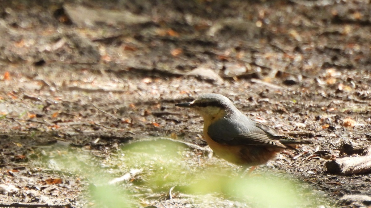 Garrapo eurasiarra - ML657555737