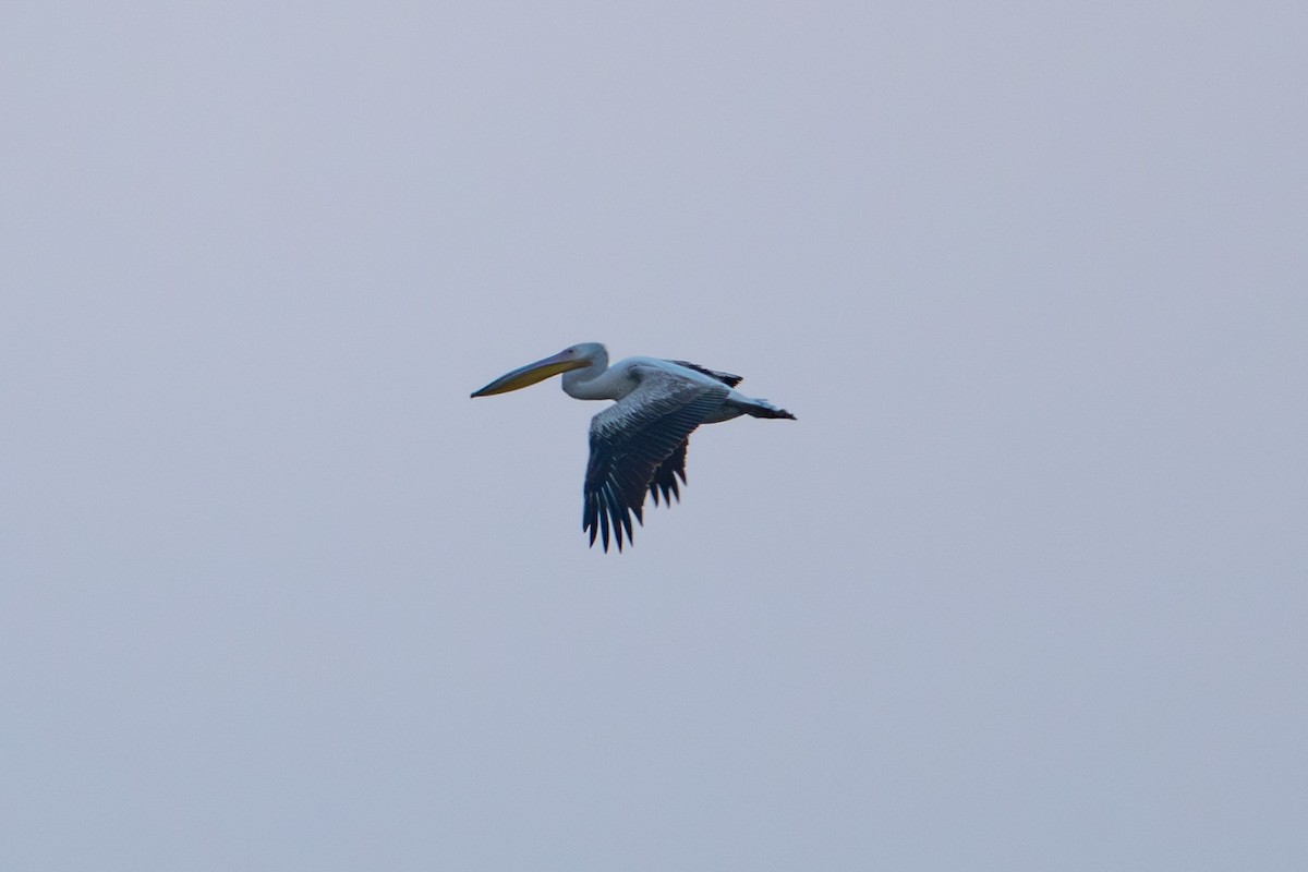 Great White Pelican - ML657556272