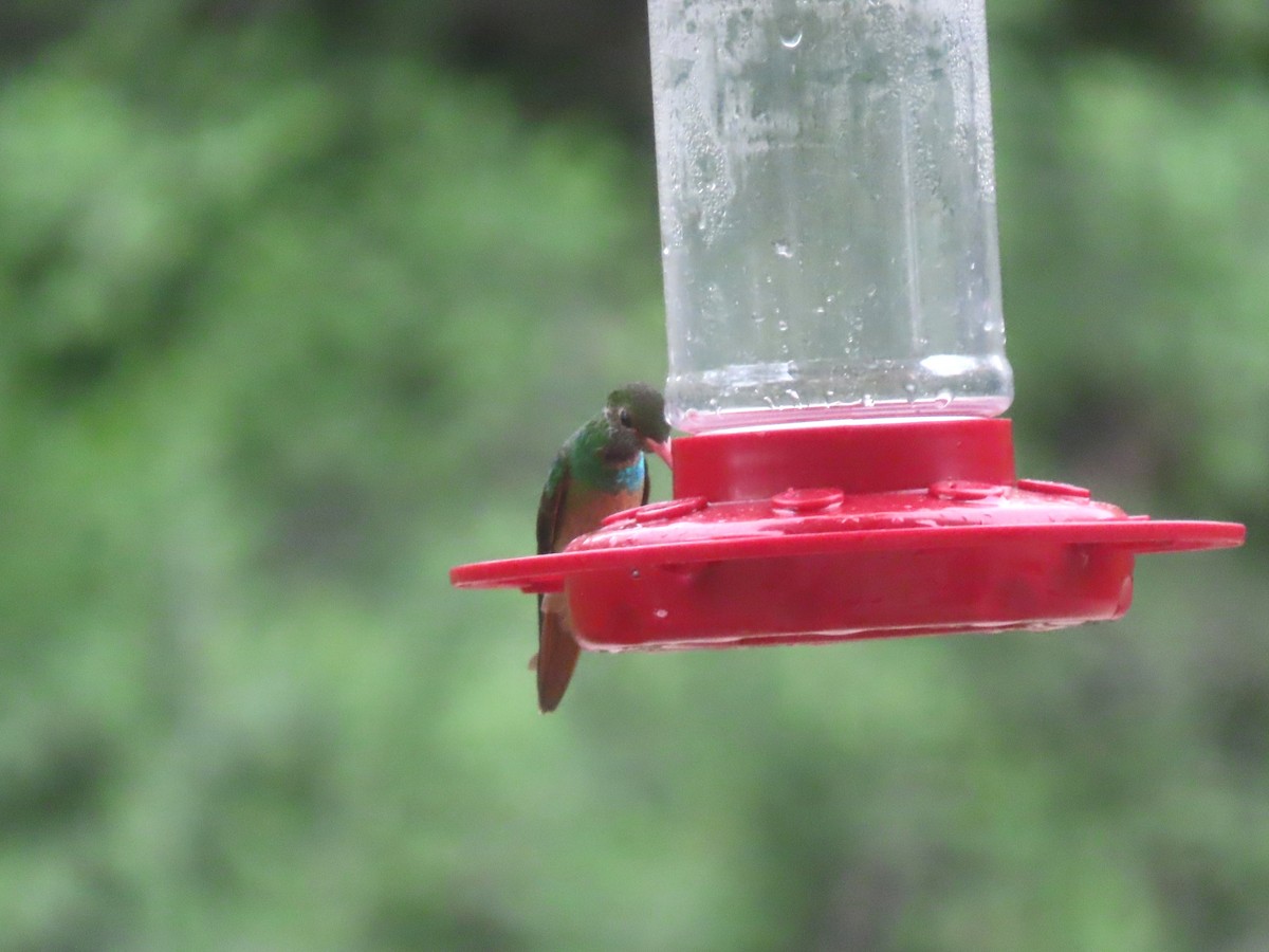 Buff-bellied Hummingbird - ML657557174