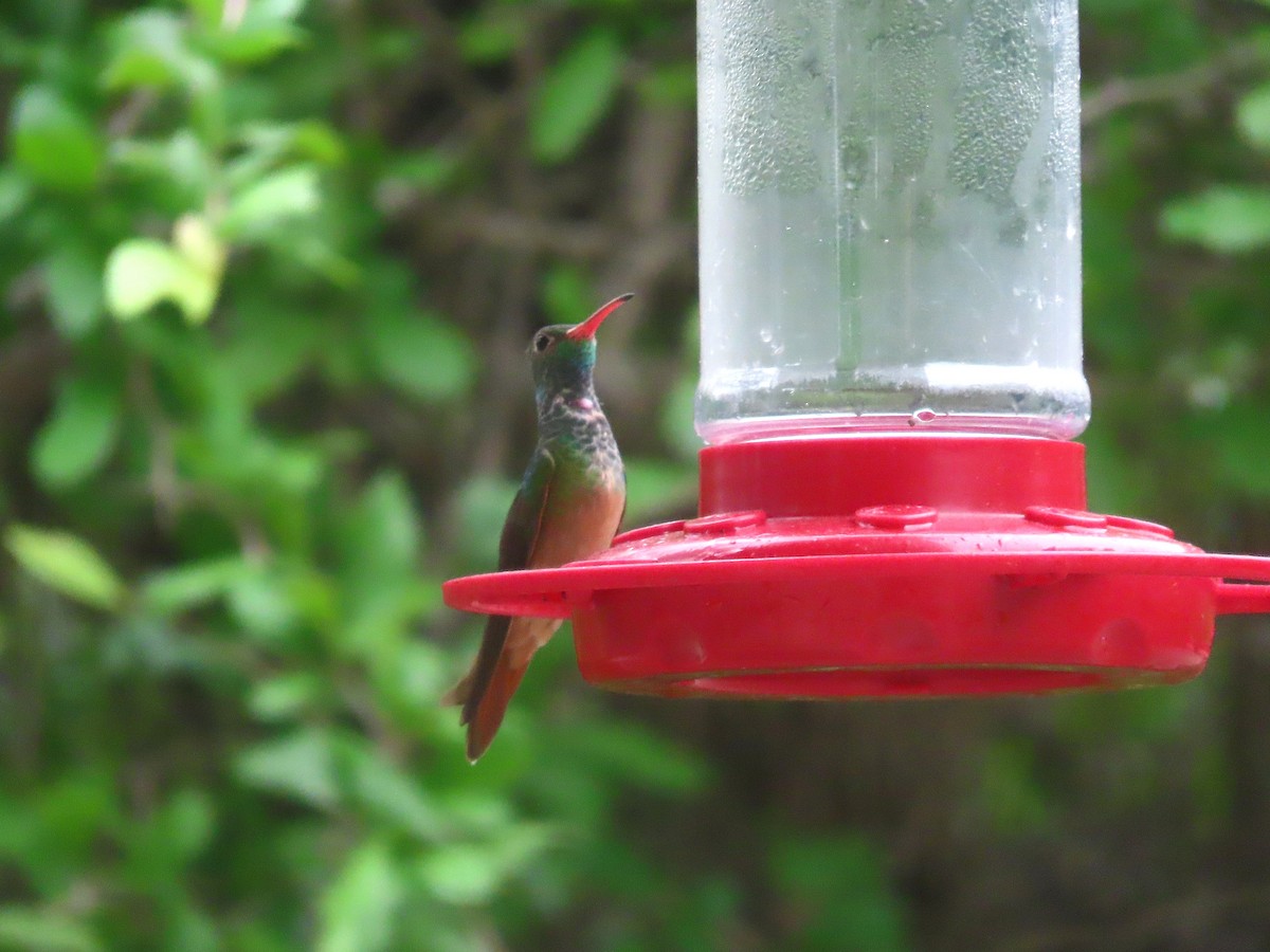 Buff-bellied Hummingbird - ML657557177