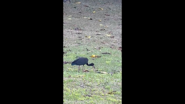 サカツラトキ - ML657557189