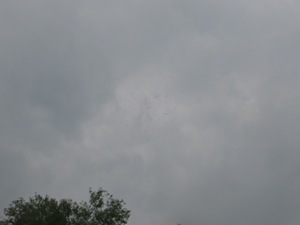 Mississippi Kite - ML657557223