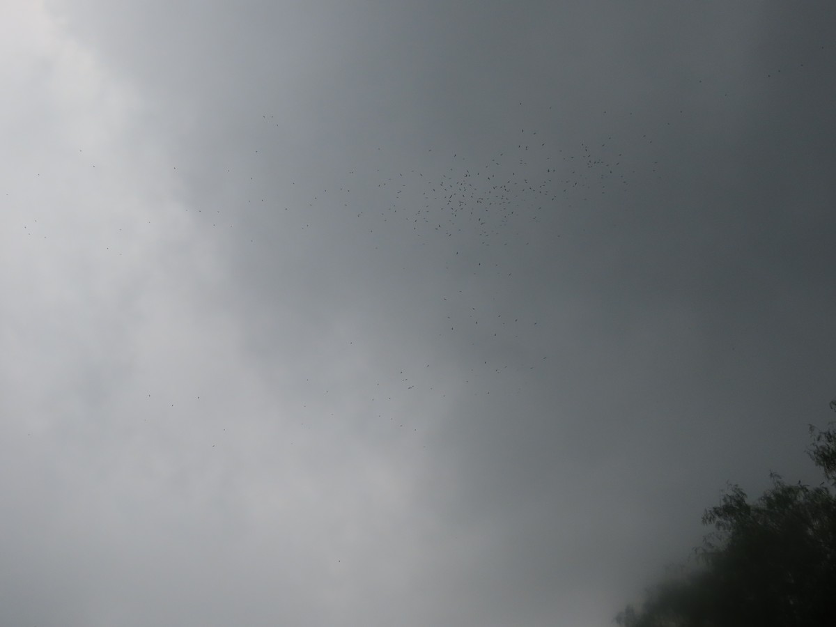 Mississippi Kite - ML657557224