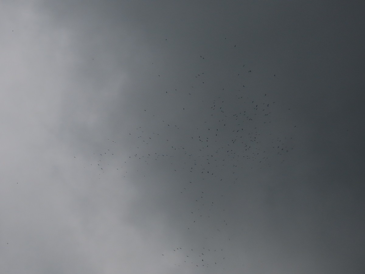 Mississippi Kite - ML657557225