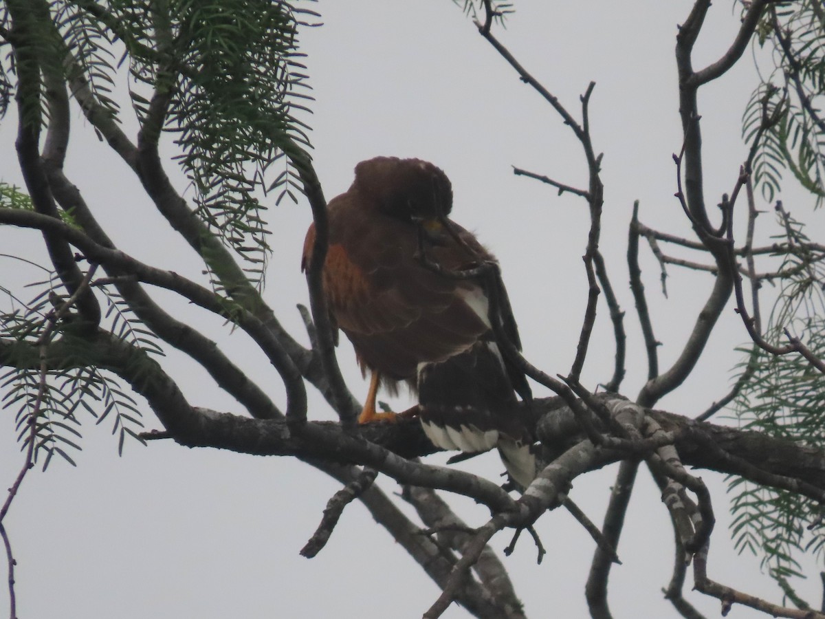 Harris's Hawk - ML657557238