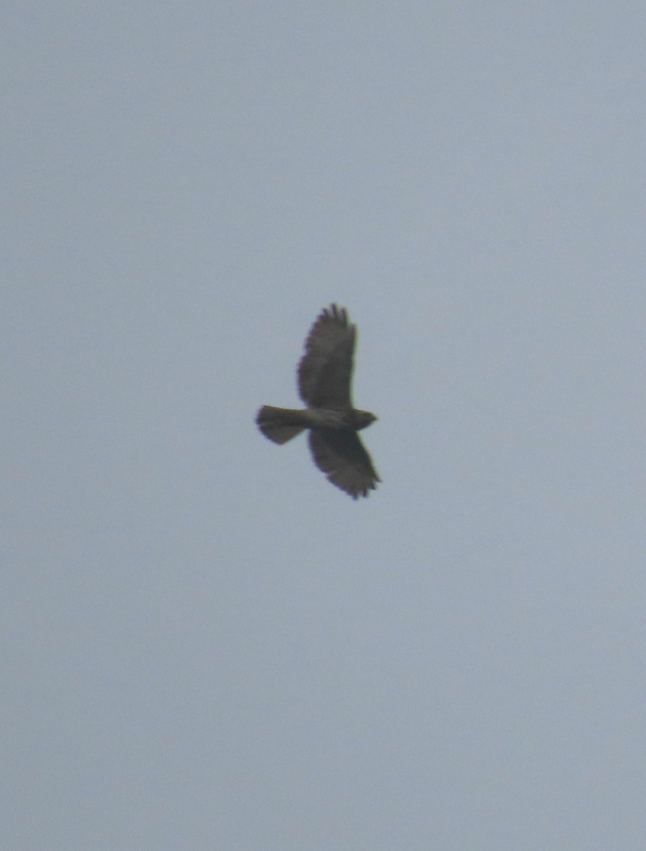 Broad-winged Hawk - ML657557251