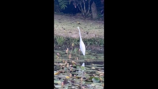 ダイサギ - ML657557264