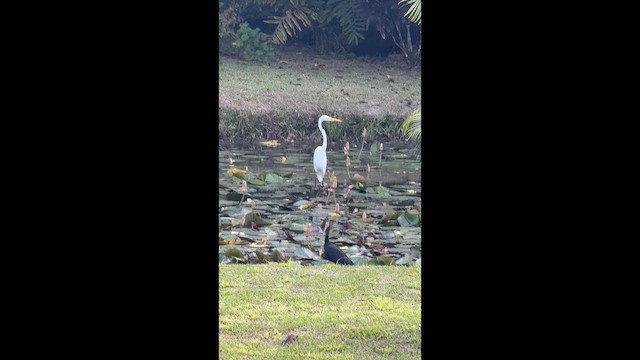 ダイサギ - ML657557267